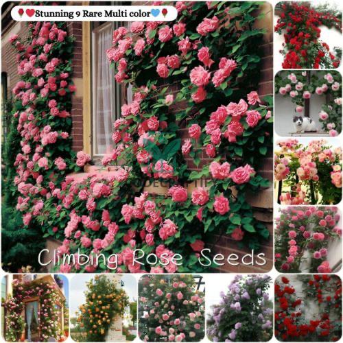 Grow a Wall of Roses at Home – Climbing Rose Seeds!