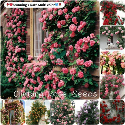 Grow a Wall of Roses at Home – Climbing Rose Seeds!