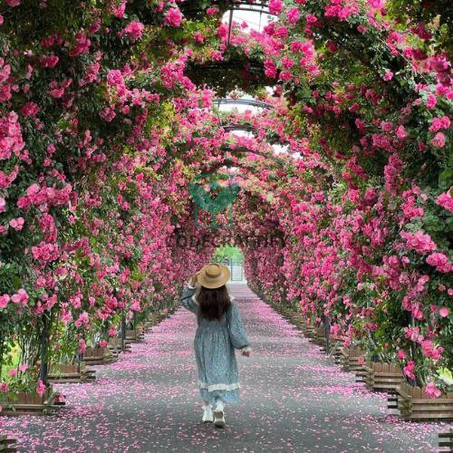 Grow a Wall of Roses at Home – Climbing Rose Seeds!