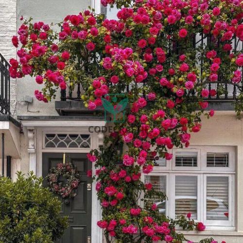 Grow a Wall of Roses at Home – Climbing Rose Seeds!