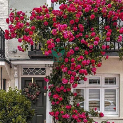 Grow a Wall of Roses at Home – Climbing Rose Seeds!