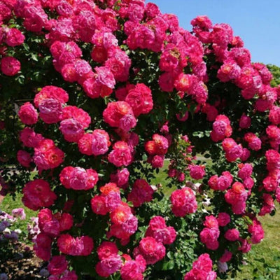 Grow a Wall of Roses at Home – Climbing Rose Seeds!