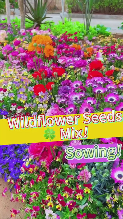 Grow a Wall of Roses at Home – Climbing Rose Seeds!